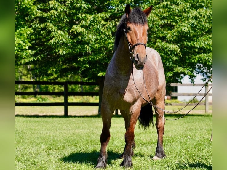 Sangre fría belga Mestizo Caballo castrado 11 años Ruano alazán in Tuscarora