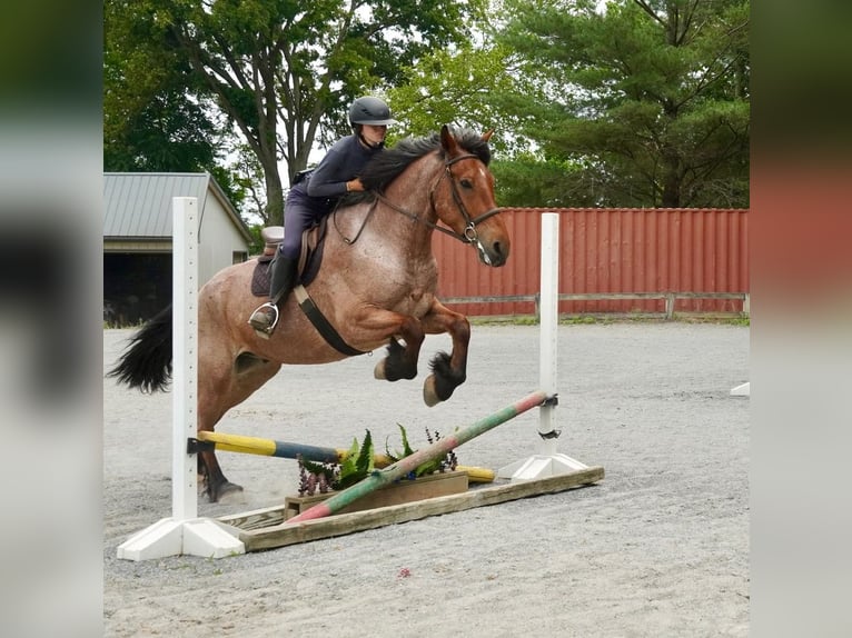 Sangre fría belga Mestizo Caballo castrado 11 años Ruano alazán in Tuscarora