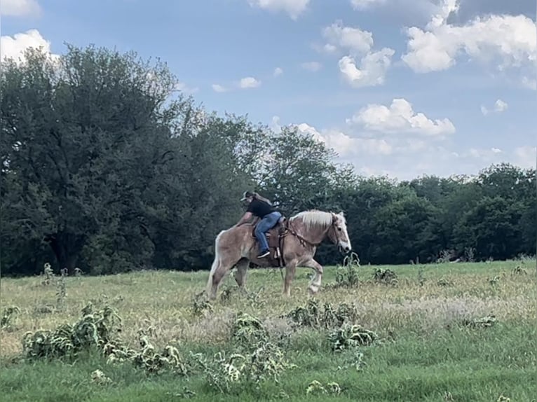 Sangre fría belga Caballo castrado 13 años 157 cm Alazán rojizo in Weatherford TX