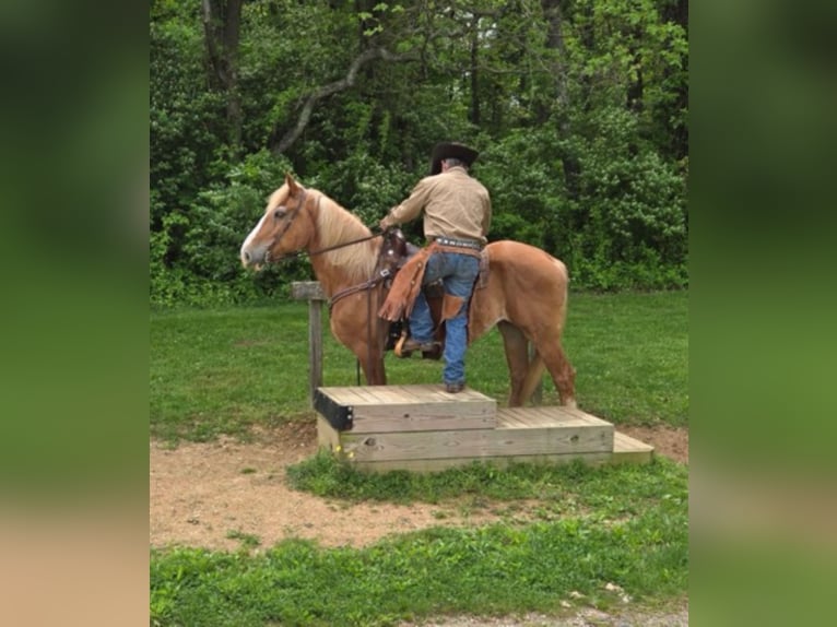 Sangre fría belga Caballo castrado 13 años 163 cm Alazán rojizo in Chambersburg