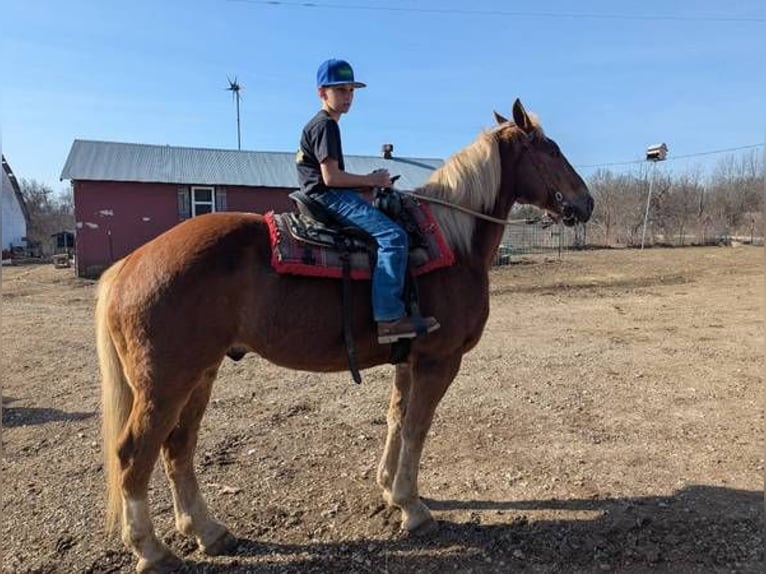 Sangre fría belga Mestizo Caballo castrado 13 años 165 cm Castaño in Lawson