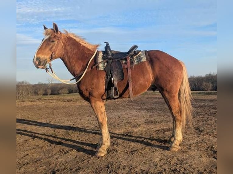 Sangre fría belga Mestizo Caballo castrado 13 años 165 cm Castaño in Lawson
