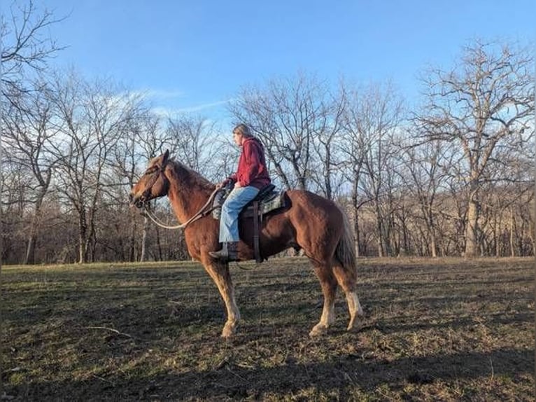 Sangre fría belga Mestizo Caballo castrado 13 años 165 cm Castaño in Lawson