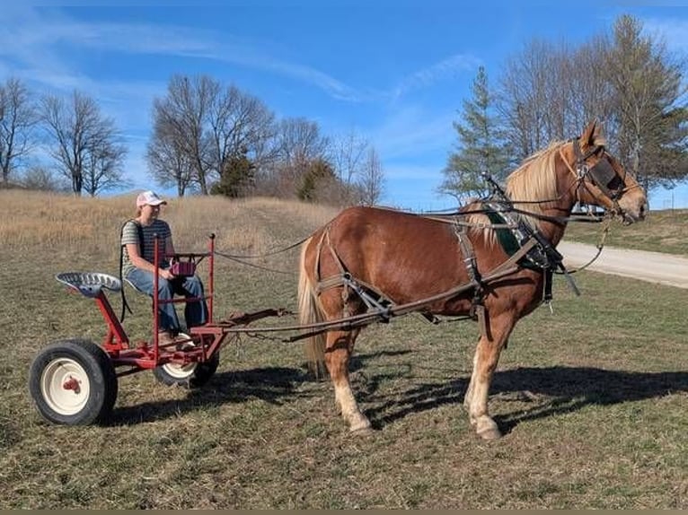 Sangre fría belga Mestizo Caballo castrado 13 años 165 cm Castaño in Lawson