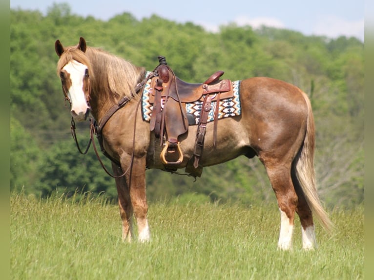 Sangre fría belga Caballo castrado 14 años 163 cm Alazán rojizo in Brodhead KY