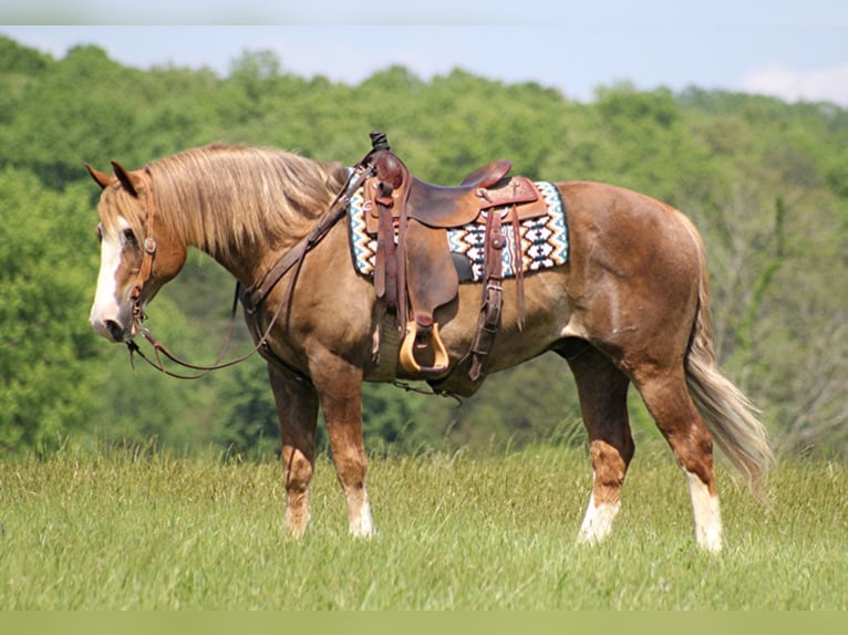 Sangre fría belga Caballo castrado 14 años 163 cm Alazán rojizo in Brodhead KY