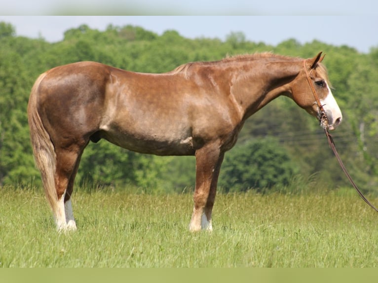 Sangre fría belga Caballo castrado 14 años 163 cm Alazán rojizo in Brodhead KY