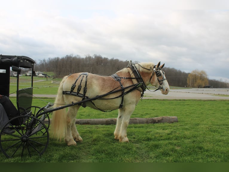 Sangre fría belga Caballo castrado 15 años Ruano alazán in Millersburg