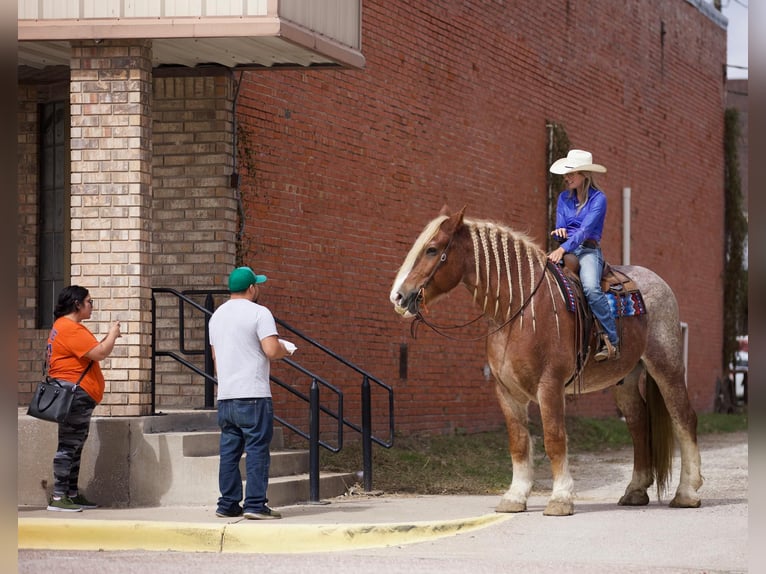 Sangre fría belga Caballo castrado 17 años Ruano alazán in Huntsville TX