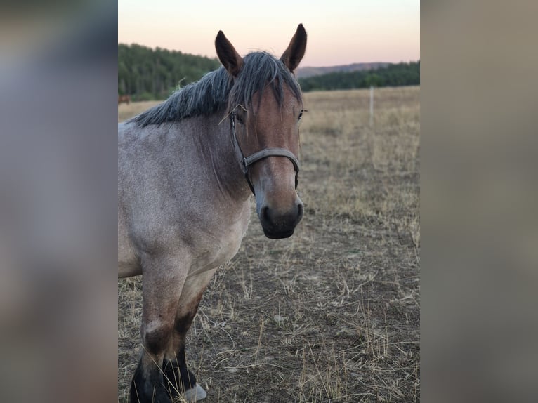 Sangre fría belga Caballo castrado 2 años 148 cm Tordo ruano in Adenau
