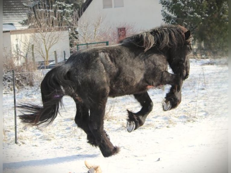 Sangre fría belga Caballo castrado 3 años 165 cm Ruano azulado in Derwitz