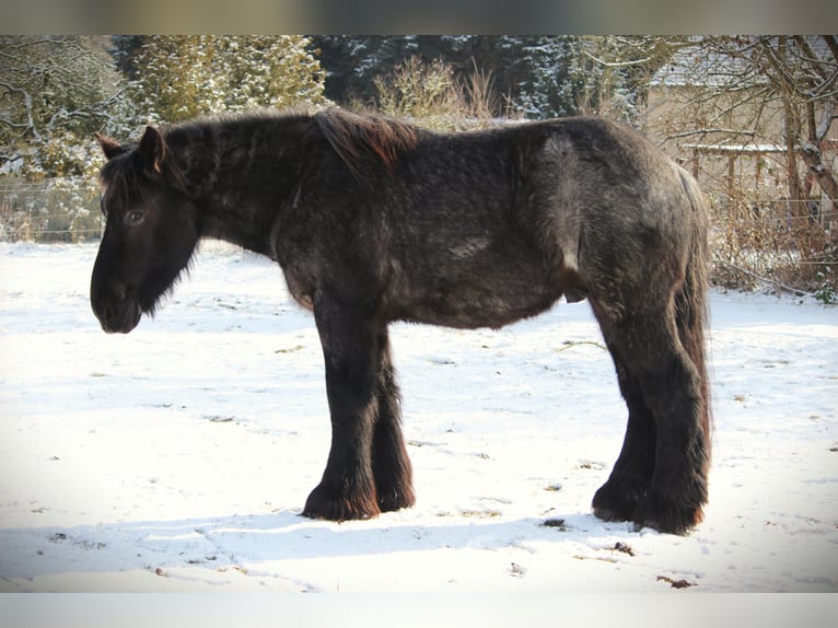 Sangre fría belga Caballo castrado 3 años 165 cm Ruano azulado in Derwitz