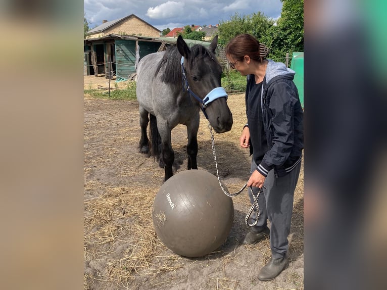 Sangre fría belga Caballo castrado 3 años 165 cm Ruano azulado in Derwitz