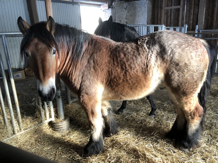 Sangre fría belga Caballo castrado 3 años 168 cm Castaño in Groß Siegharts