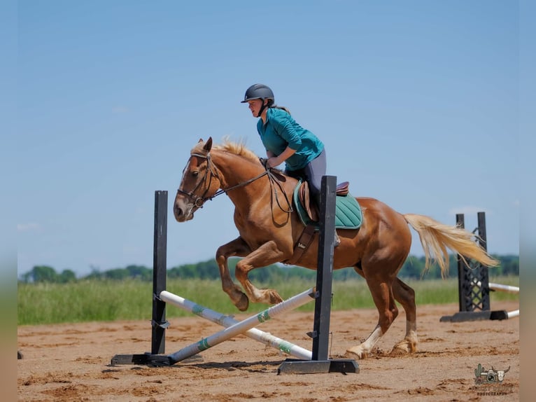 Sangre fría belga Mestizo Caballo castrado 3 años Alazán rojizo in Auburn