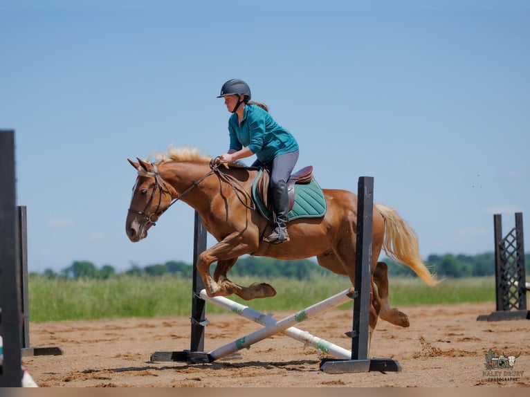 Sangre fría belga Mestizo Caballo castrado 3 años Alazán rojizo in Auburn