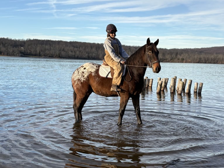 Sangre fría belga Mestizo Caballo castrado 4 años 160 cm Castaño rojizo in Perkasie