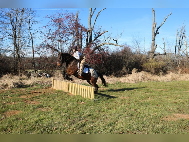 Sangre fría belga Mestizo Caballo castrado 4 años 160 cm Castaño rojizo in Perkasie
