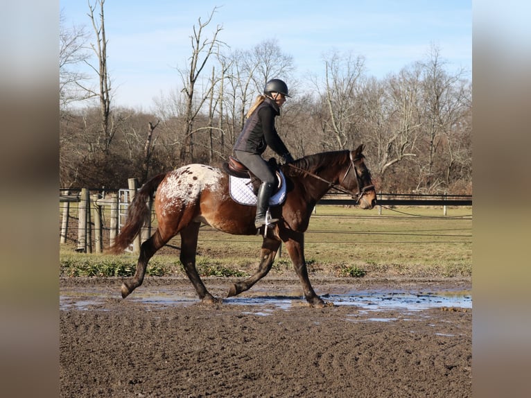 Sangre fría belga Mestizo Caballo castrado 4 años 160 cm Castaño rojizo in Perkasie