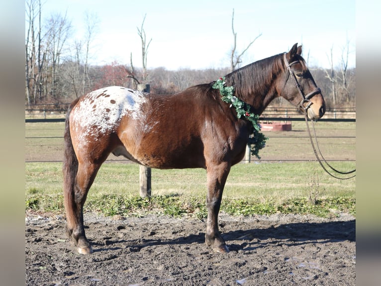 Sangre fría belga Mestizo Caballo castrado 4 años 160 cm Castaño rojizo in Perkasie