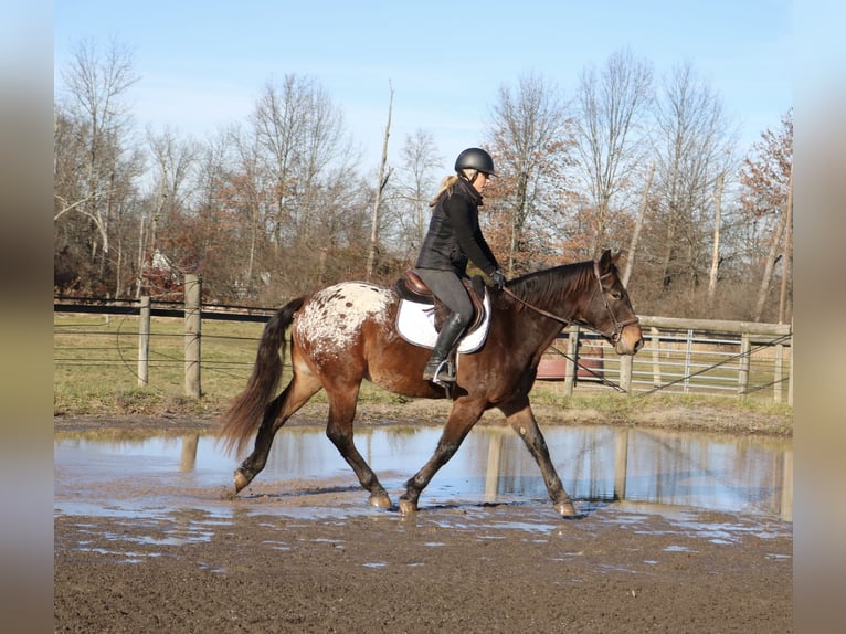 Sangre fría belga Mestizo Caballo castrado 4 años 160 cm Castaño rojizo in Perkasie