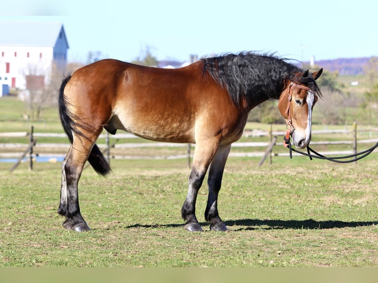 Sangre fría belga Mestizo Caballo castrado 4 años 163 cm Castaño rojizo in Gap
