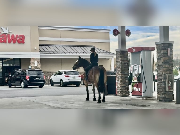 Sangre fría belga Mestizo Caballo castrado 4 años 163 cm Castaño rojizo in Gap