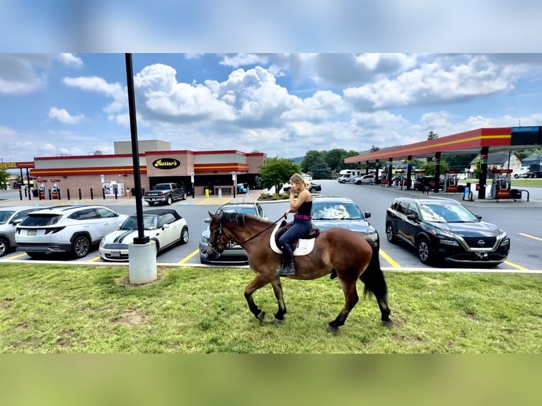 Sangre fría belga Mestizo Caballo castrado 4 años 165 cm Castaño rojizo in Gap, PA