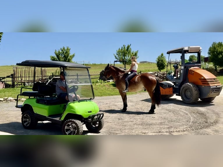 Sangre fría belga Mestizo Caballo castrado 4 años 165 cm Castaño rojizo in Gap, PA
