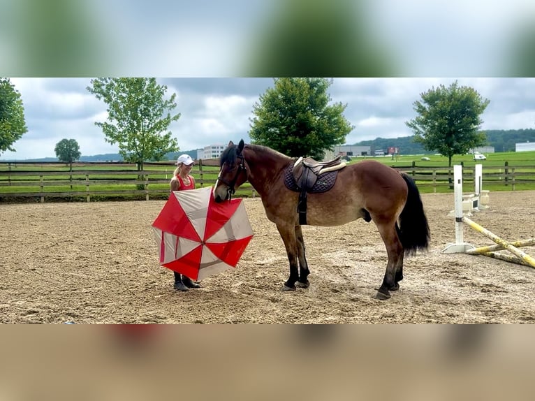 Sangre fría belga Mestizo Caballo castrado 4 años 165 cm Castaño rojizo in Gap, PA
