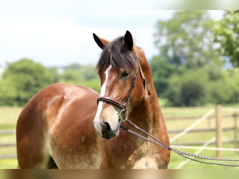 Sangre fría belga Mestizo Caballo castrado 4 años 165 cm Castaño rojizo in Gap, PA