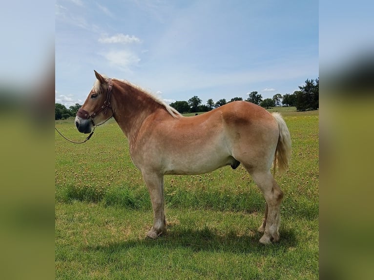 Sangre fría belga Caballo castrado 4 años 173 cm Alazán-tostado in Decatur