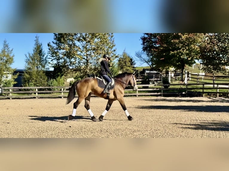 Sangre fría belga Mestizo Caballo castrado 4 años 173 cm Buckskin/Bayo in Gap Sangre fría belga Mestizo Caballo castrado 4 años 173 cm Buckskin/Bayo in Gap