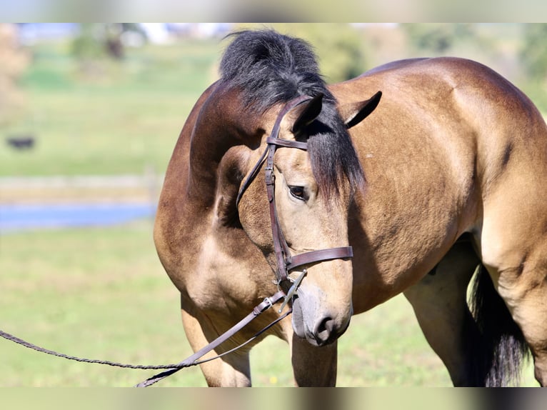 Sangre fría belga Mestizo Caballo castrado 4 años 173 cm Buckskin/Bayo in Gap Sangre fría belga Mestizo Caballo castrado 4 años 173 cm Buckskin/Bayo in Gap
