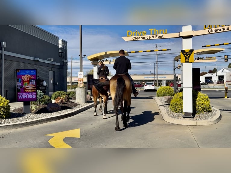 Sangre fría belga Mestizo Caballo castrado 4 años 173 cm Buckskin/Bayo in Gap Sangre fría belga Mestizo Caballo castrado 4 años 173 cm Buckskin/Bayo in Gap