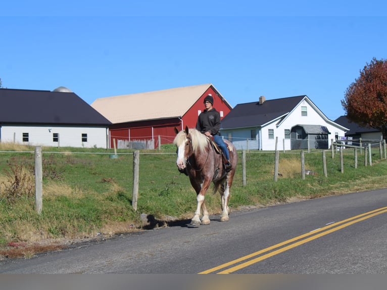 Sangre fría belga Mestizo Caballo castrado 4 años 173 cm Ruano alazán in Millersburg