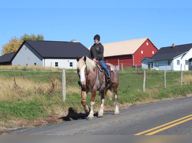 Sangre fría belga Mestizo Caballo castrado 4 años 173 cm Ruano alazán in Millersburg