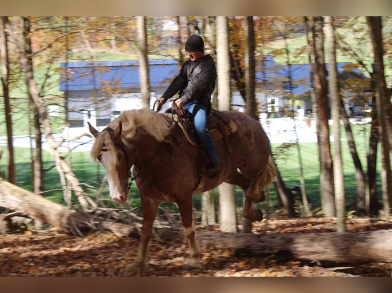 Sangre fría belga Mestizo Caballo castrado 4 años 173 cm Ruano alazán in Millersburg