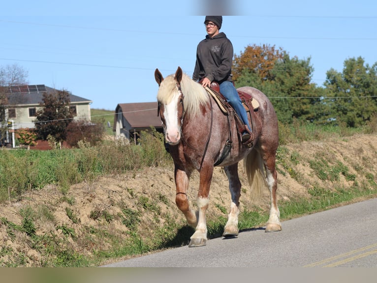 Sangre fría belga Mestizo Caballo castrado 4 años 173 cm Ruano alazán in Millersburg