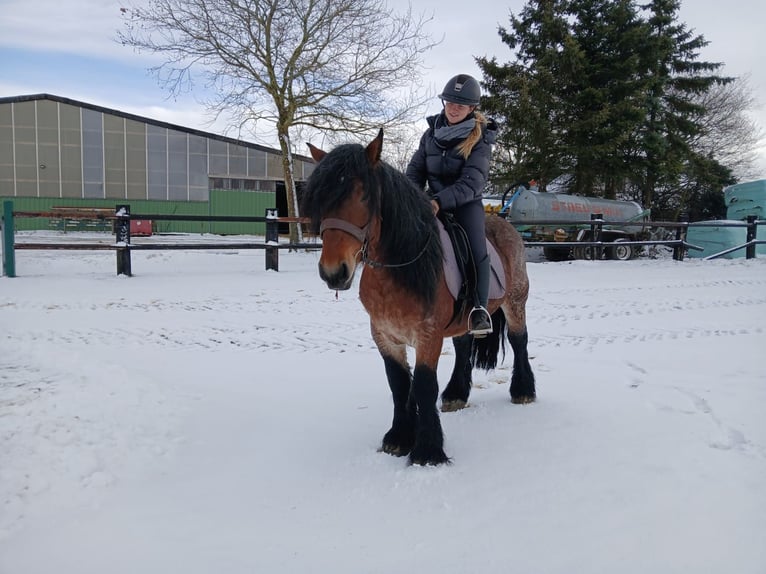 Sangre fría belga Caballo castrado 5 años 153 cm Castaño in Nettersheim