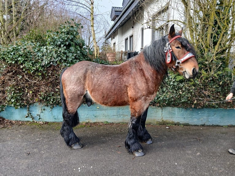 Sangre fría belga Caballo castrado 5 años 153 cm Castaño in Nettersheim