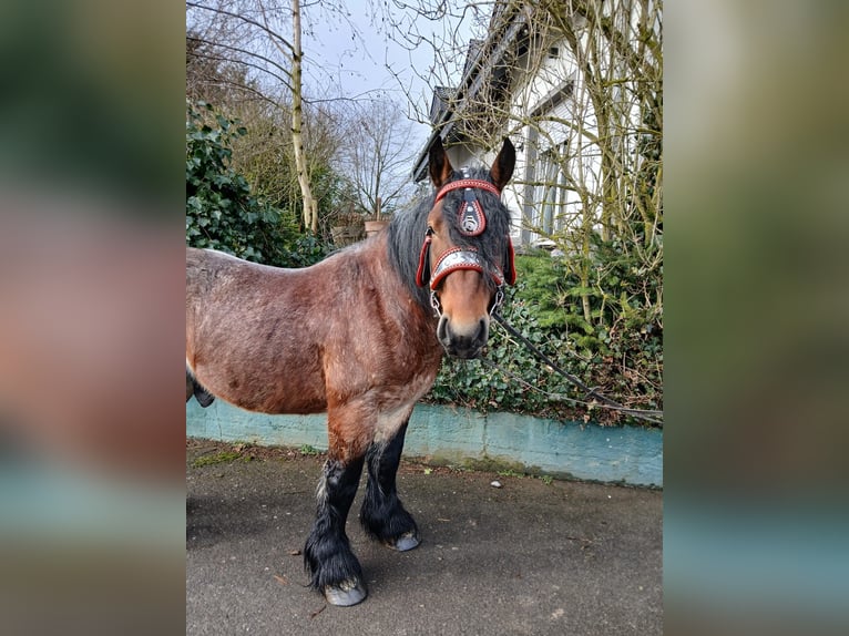 Sangre fría belga Caballo castrado 5 años 153 cm Castaño in Nettersheim