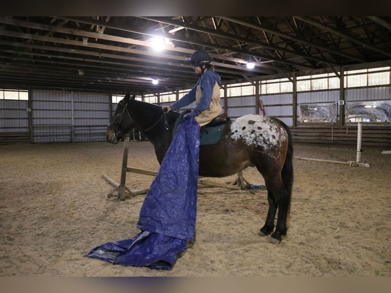 Sangre fría belga Mestizo Caballo castrado 5 años 160 cm Castaño rojizo in Perkasie