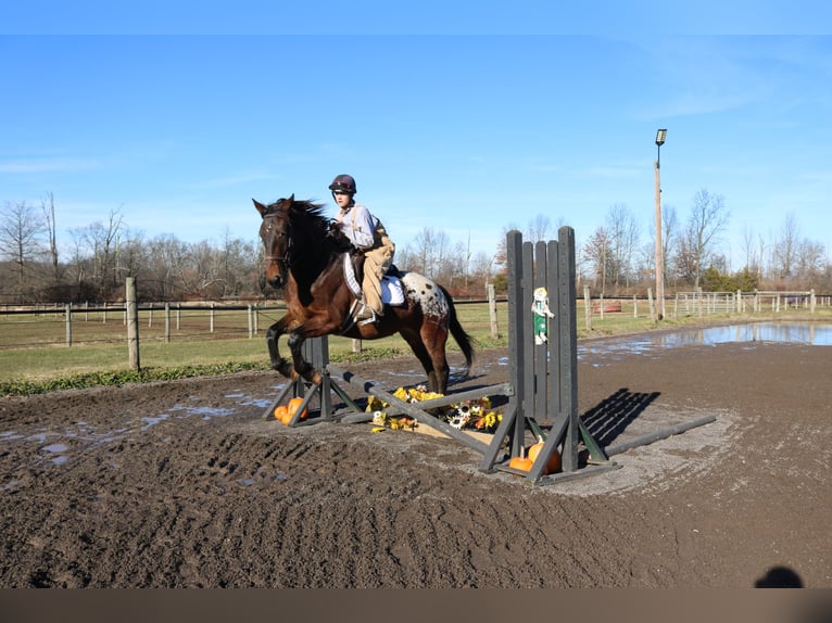 Sangre fría belga Mestizo Caballo castrado 5 años 160 cm Castaño rojizo in Perkasie