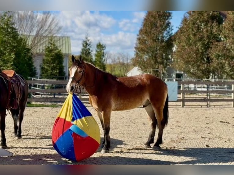 Sangre fría belga Mestizo Caballo castrado 5 años 163 cm Castaño rojizo in Gap`