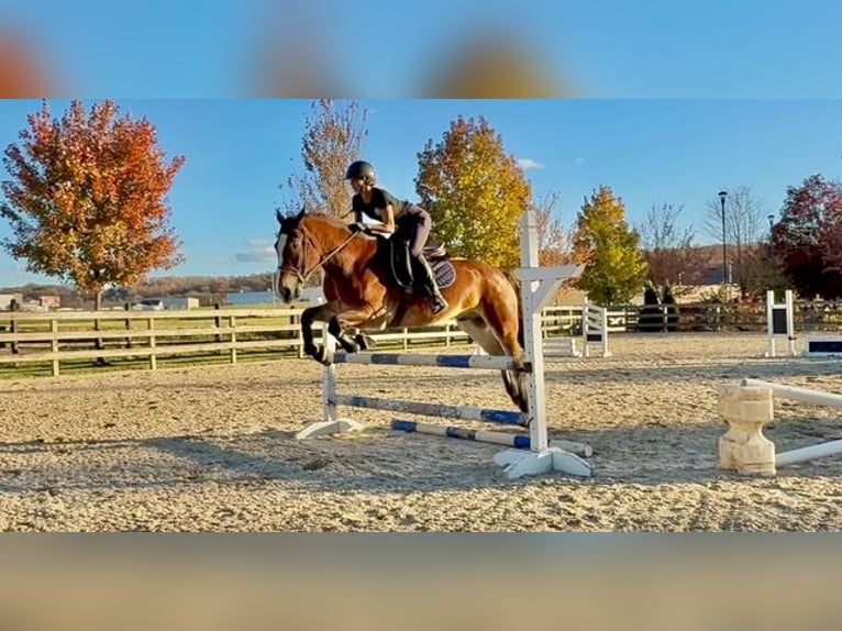 Sangre fría belga Mestizo Caballo castrado 5 años 163 cm Castaño rojizo in Gap`