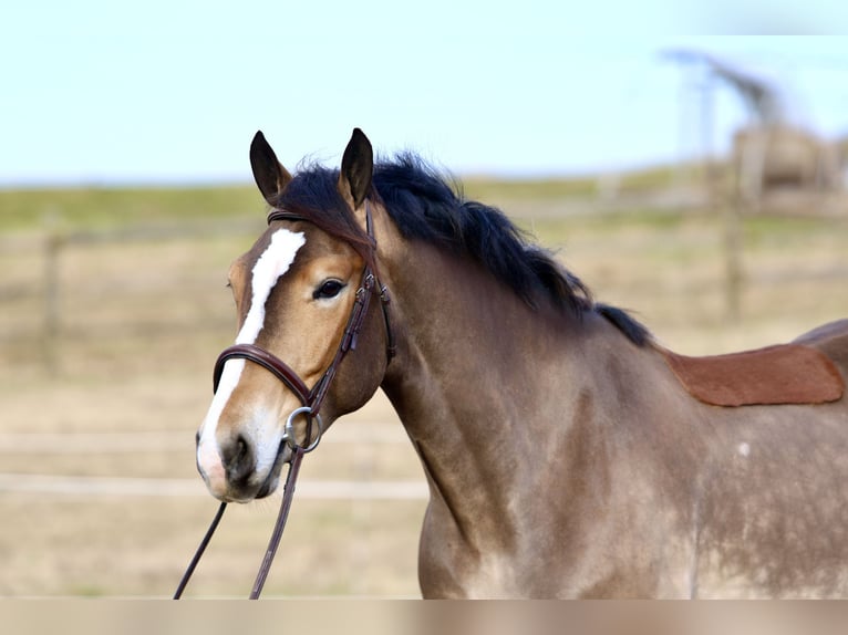Sangre fría belga Mestizo Caballo castrado 5 años 163 cm Castaño rojizo in Gap`