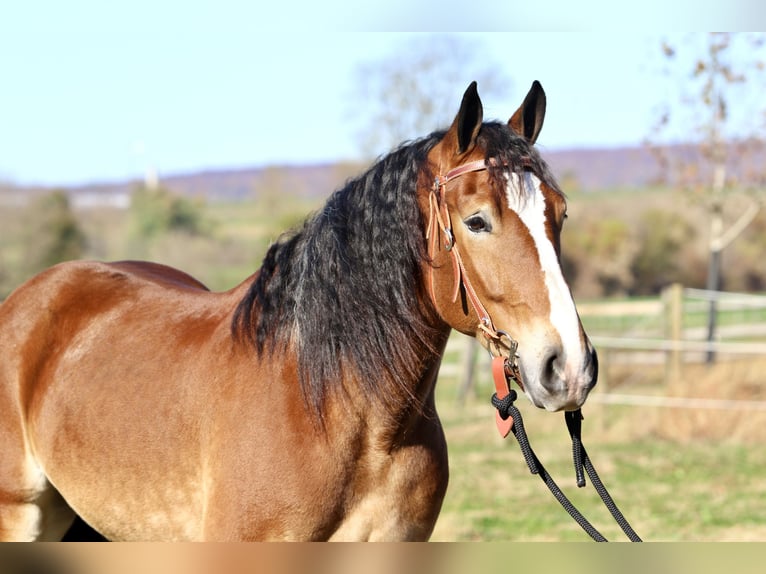 Sangre fría belga Mestizo Caballo castrado 5 años 163 cm Castaño rojizo in Gap