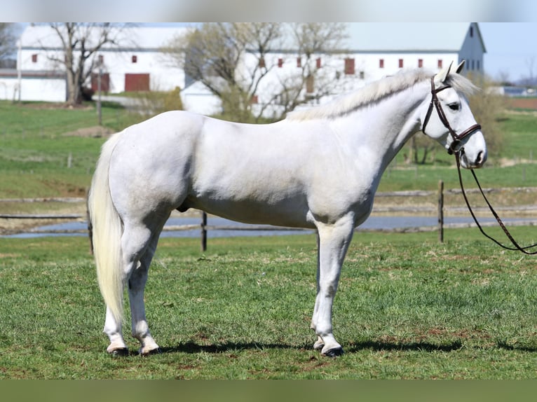 Sangre fría belga Caballo castrado 5 años 163 cm Tordo in Gap
