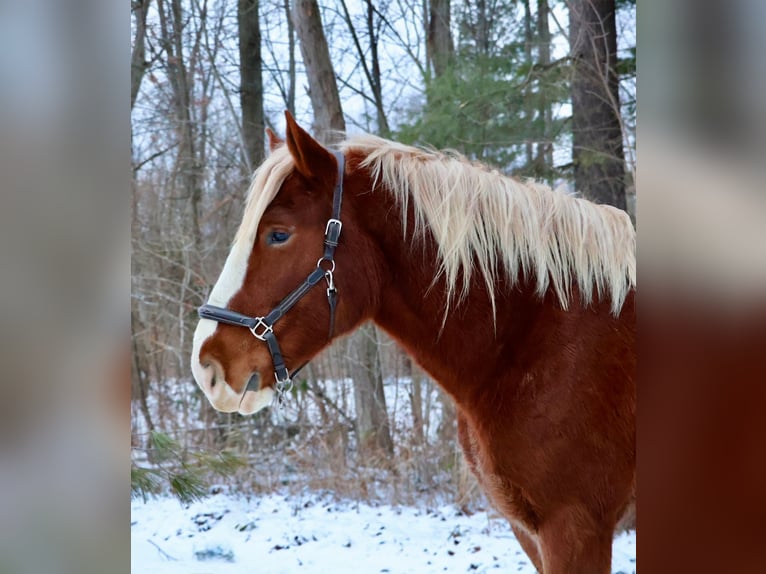 Sangre fría belga Mestizo Caballo castrado 5 años 168 cm Alazán-tostado in Howell